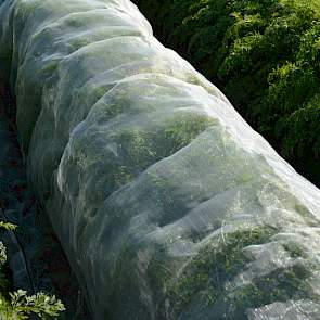 Koolvliegdoek is al meer bekend in de vollegrondsgroenteteelt. Het heeft als nadeel dat het vrij zwaar is voor het peenloof en ook vrij duur.