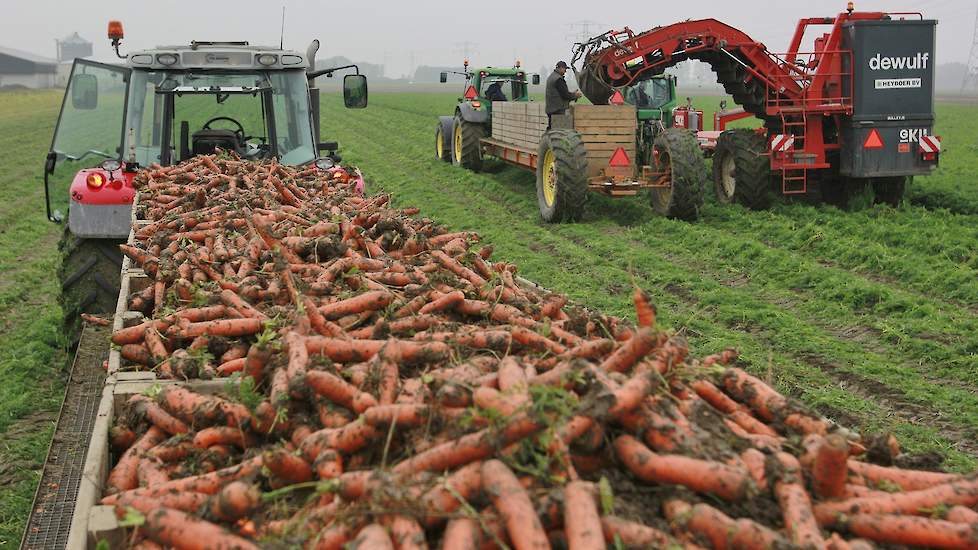 Over de opbrengst dit jaar is Aalderink tevreden. „Die is globaal goed, 150 kisten per hectare met weinig tarra. Er zitten dit jaar alleen maar wortelen in de kist. Ik heb nu drie jaar peen en dit is het beste jaar, ook qua opbrengst.”