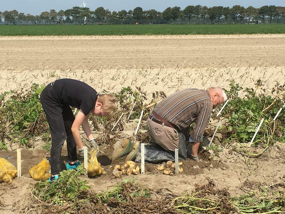 Het bio-proefveld rooien met kleinzoon Jort.