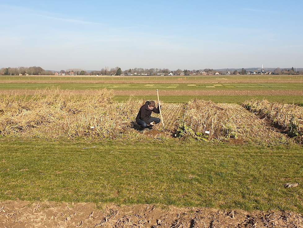 De helft van de demoveldjes is geklepeld. In het geklepelde deel zijn geen wormen te vinden. In de onbewerkte veldjes zijn juist volop wormen.