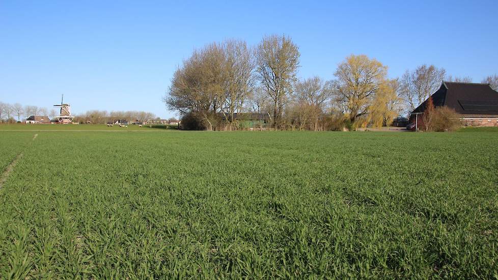 Mooie, gezonde tarwe in Paesens (Fr.)