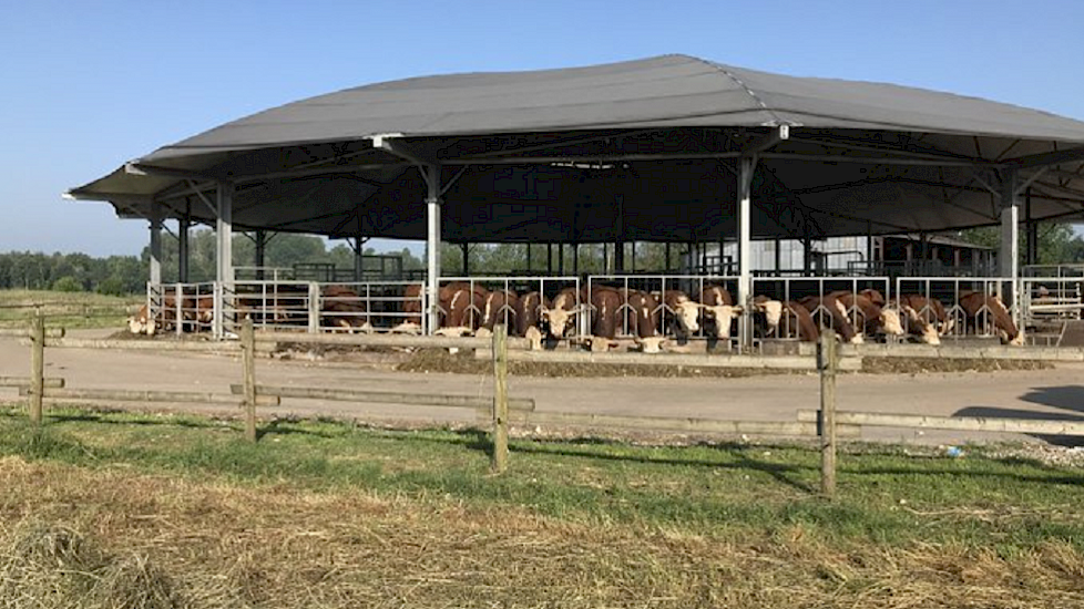 Volop schaduw hebben de jerseyrunderen van vleesveehouder en suikermaïsteler Giel Hermans uit Limburg, ook volo. Een permanente partytent voor de nodige beschutting.