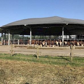 Volop schaduw hebben de jerseyrunderen van vleesveehouder en suikermaïsteler Giel Hermans uit Limburg, ook volo. Een permanente partytent voor de nodige beschutting.