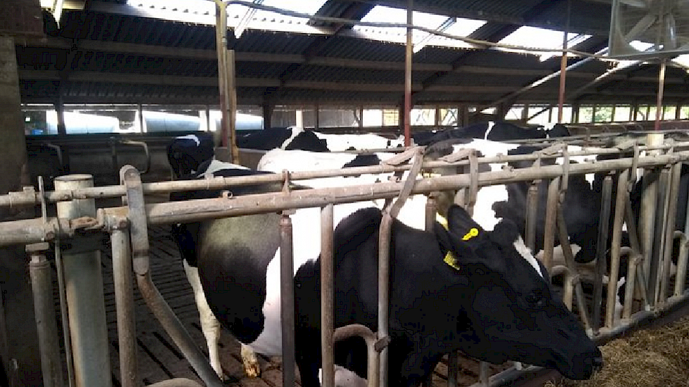 Rudie Freriks (Overijssel) heeft het jongvee binnen gehaald voor de rest van de week. Het jongvee staat onder de ventilator. "Koeien komen voor middaguur weer binnen. Misschien vanavond naar buiten, maar het blijft warm."