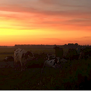 Tineke Ruijter uit Flevoland: "Vanmorgen om 3 uur op weg. Zoon wegbrengen naar Schiphol. Twee veetransporten voorbij gereden #geenhittestress Thuisgekomen bij de mooie zonsopgang nog even bij onze koeien gekeken. Ze kunnen kiezen: merendeel was binnen, ma