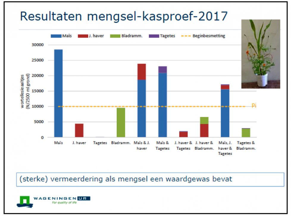 Uit diverse onderzoeken blijkt dat de aanwezigheid van een waardplant in een groenbemestermengsel, ook een heel klein percentage, kan zorgen voor een forse aaltjesvermeerdering. Schadelijke aaltjes weten hun waard prima te vinden.