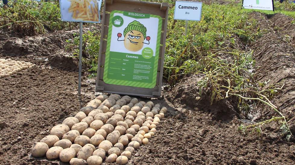 Over de afzet van biologisch geteelde aardappelen heeft Buffen zo zijn twijfels: „Ook al willen ons de media en politiek anders doen geloven, de vraag naar biologische producten stijgt niet, het vertoont eerder een kleine daling.” Dit jaar heeft Weuthe te