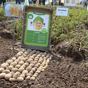 Over de afzet van biologisch geteelde aardappelen heeft Buffen zo zijn twijfels: „Ook al willen ons de media en politiek anders doen geloven, de vraag naar biologische producten stijgt niet, het vertoont eerder een kleine daling.” Dit jaar heeft Weuthe te