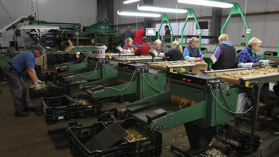 Bij De Middenweg Vledder zijn Poolse medewerkers deze weken druk in de weer met het wassen en sorteren van leliebollen.