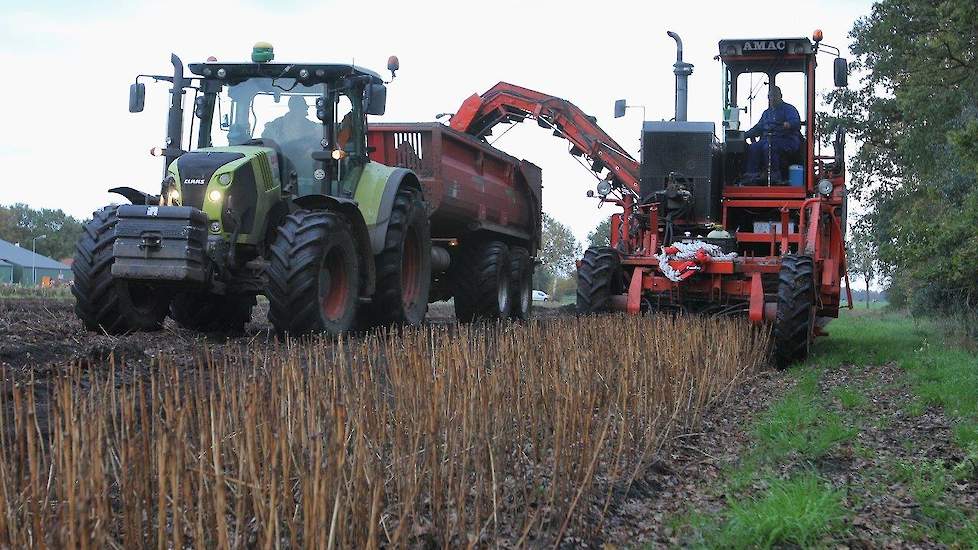 De bollenoogst is nog in volle gang.