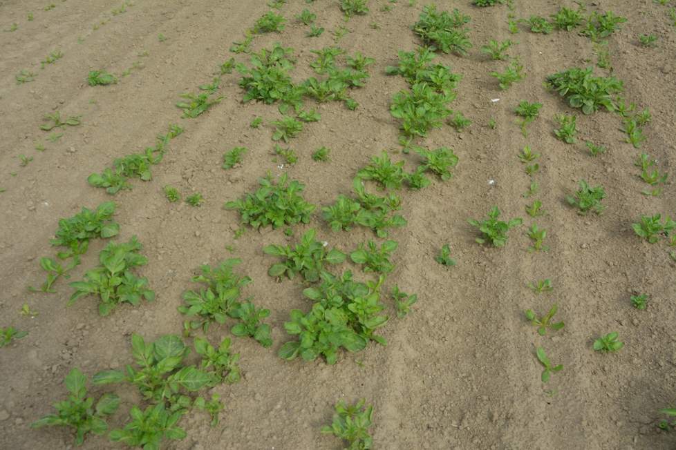 Volgens Johan Koop schuilt er een groot gevaar in de aanwezigheid van aardappelopslag in het tussengewas.