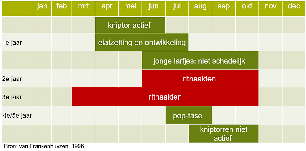 Ritnaaldencyclus door de jaren heen. Wanneer zijn de ritnaalden actief en richten ze schade aan?