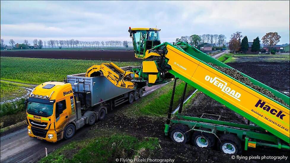 Witlof rooien / Chicory harvest / Chicorée ernten / Ploeger / Hack Overload / Hack Harvest