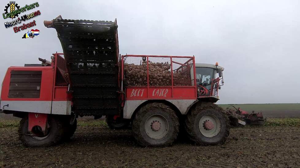 Bieten rooien | Vervaet- 625 Beet Eater & 925 Beet Carrier | Loonbedrijf Knuit Heinekszand