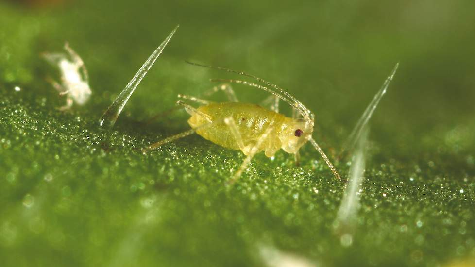 Groene perzikluis is de belangrijkste overbrenger van het bietenvergelingsvirus. Hij overleeft op koolsoorten, onkruidbieten en onkruiden (o.a. melde, muur en kruiskruid).Groene perzikluis haalt virus uit bietenkuilen, bietenopslag en onkruiden.