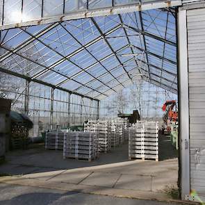 De Gebbinks huren voor een paar weken een leegstaande kas. Het kasklimaat is ideaal voor het voorkiemen. Goede temperatuur en prima mogelijkheden voor ventilatie. Licht en lucht is ruimschoots aanwezig.