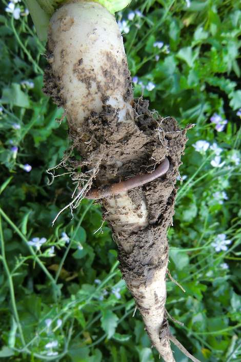 Tillage rammenas met regenworm