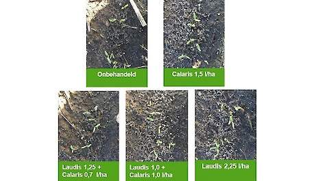 Bieten telen na Calaris zonder ploegen