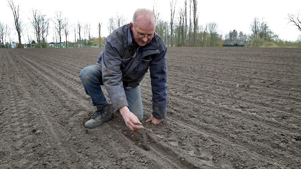 De vader van Lex Verbeek, Jos, checkt hoe het bietenzaad erbij ligt.