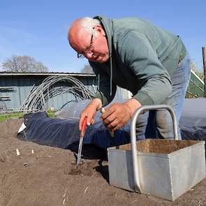 Henk Sturing steekt asperges. „Ze zijn van het ras Cumulus, een ras met een zachte bite. Het aspergeveld is ongeveer 2,5 ha groot. De kwaliteit is prima." Bij het steken wordt hij geholpen door mensen uit zijn leerwerkbedrijf of die via het UWV bij hem we