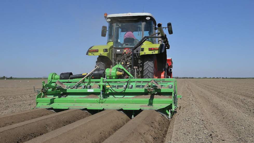 Rechte ruggen, mooi freeswerk. Den Boer is blij dat het bij deze 3 hectare Faluka's lekker loopt.