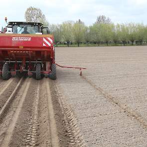 Mees draait op dit perceel in rivierklei en zand.  „Dat wisselt in dit gebied soms in hetzelfde perceel." Vooral op de zware klei was het vanwege de droogte tobben. „Er zijn stukken die we drie keer met de kopeg hebben bewerkt omdat alles betonhard was."