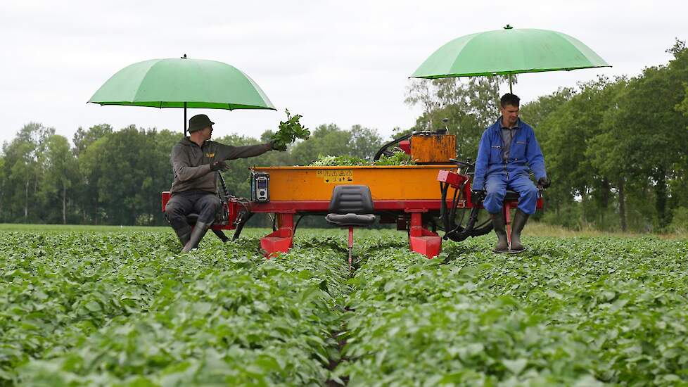 Brunsting werkt ieder jaar zo'n 160 tot 180 hectare pootaardappelen door. „Bij sommige collega's kom ik maar één keer, bij andere meerdere keren. Bij 15 hectare per selecteur zoals de NAK aangaf, ben ik snel werkloos."