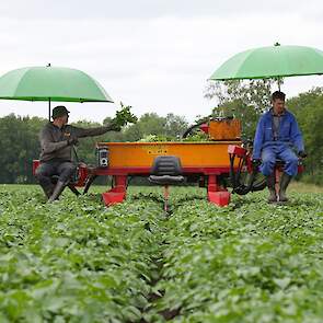 Brunsting werkt ieder jaar zo'n 160 tot 180 hectare pootaardappelen door. „Bij sommige collega's kom ik maar één keer, bij andere meerdere keren. Bij 15 hectare per selecteur zoals de NAK aangaf, ben ik snel werkloos."