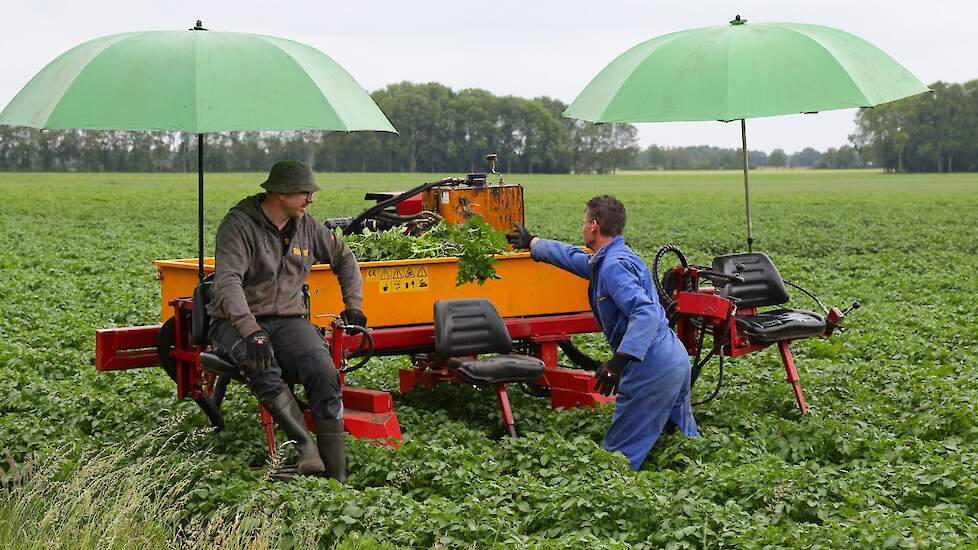 Klaas Sanders (l) en Robert Brunsting hebben dit jaar meer werk met selecteren. De secundaire aantasting is groot. „We hebben geen schone start", aldus Robert.