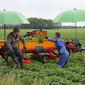 Klaas Sanders (l) en Robert Brunsting hebben dit jaar meer werk met selecteren. De secundaire aantasting is groot. „We hebben geen schone start", aldus Robert.