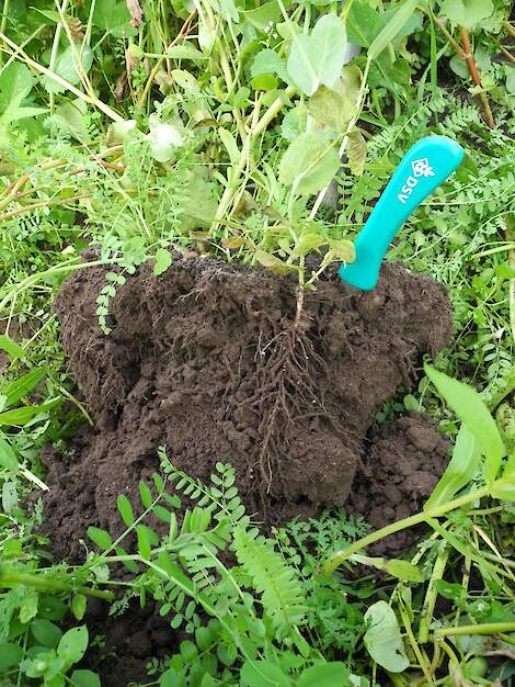 De verschillende soorten in een groenbemestermengsel zorgen voor een goede beworteling.