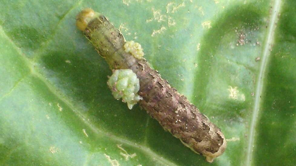 Op deze rups zijn eitjes (bovenste kleine pakketje) afgezet door een sluipwespensoort. De eitjes ontwikkelen zich tot larven (onderste grotere pakketje). De larven voeden zich met de inhoud van de rups, die hieraan doodgaat op den duur.