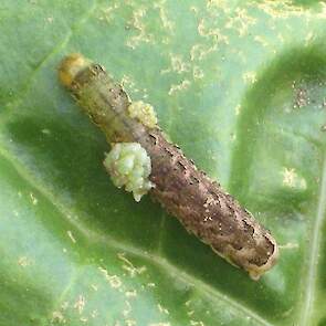 Op deze rups zijn eitjes (bovenste kleine pakketje) afgezet door een sluipwespensoort. De eitjes ontwikkelen zich tot larven (onderste grotere pakketje). De larven voeden zich met de inhoud van de rups, die hieraan doodgaat op den duur.