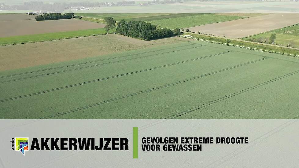 Zeeuwse akkerbouw lijdt onder droogte