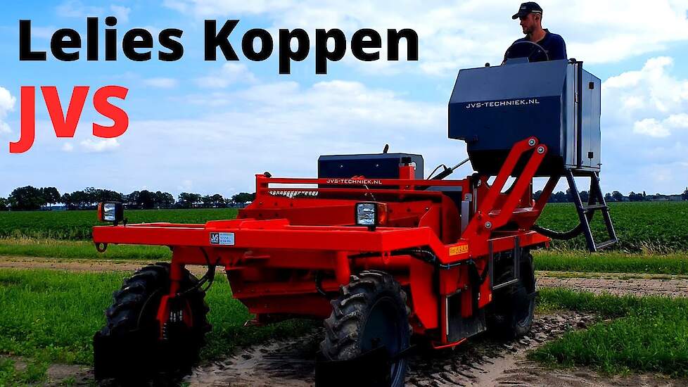 Lelies koppen met JVS kopmachine | Topping Lilies | bloembollen Nederland [Spring 2020] Schukkert