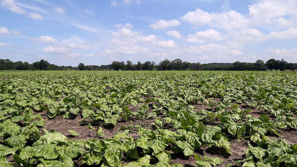 Bladluiswaarschuwing+voor+Texel%2C+Friese+klei+en+zuidwesten+%26%23124%3B+Agraaf.nl