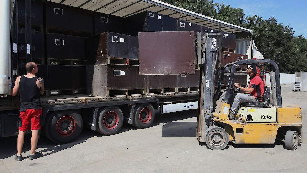 Frank laadt de vrachtwagen voor transport naar Venhuizen, waar broer John zorgt voor de verdere verwerking. De bollen worden daar gepeld en later klaargemaakt voor de export. Omdat „elk pluisje er daarom af moet" wordt het pellen machinaal en met de hand