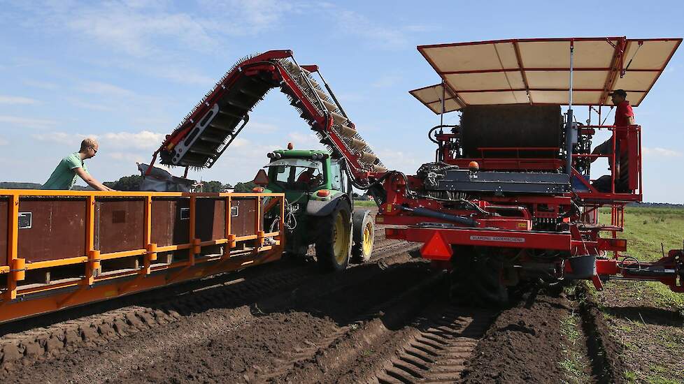 Naast het tulpenareaal heeft Boon Brothers Flowerbulbs nog 22 hectare lelies.