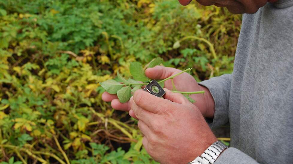 Bonenspintmijt zit aan de onderkant van het blad. Het insect is kleiner dan 1 mm en daarom moeilijk te vinden. Met een loep zijn ze wel te zien.