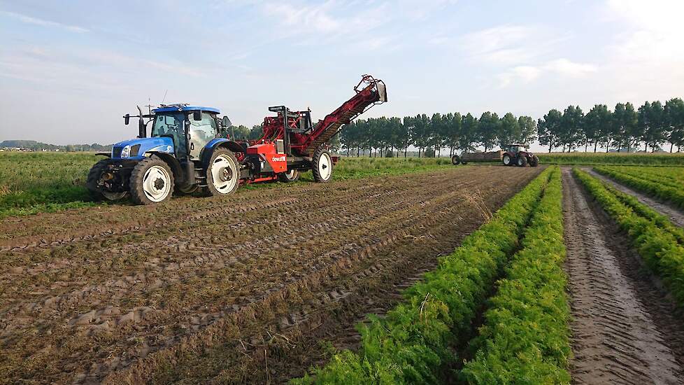 Dit is het tweede jaar dat Van Hal peen teelt. Hij teelt nu 3 hectare. „Als de teelt bevalt, is uitbreiding van het areaal mogelijk”, vertelt hij. Het eerste jaar verliep niet heel goed; zowel de prijs als de opbrengst viel tegen. Dit jaar ziet het er voo