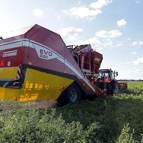 Er kwam gemiddeld 43 ton van een hectare. Mensen is tevreden, zeker gezien het moeilijke groeiseizoen. Hij beregende zijn aardappelen, op dalgrond, drie keer. „Anders was er helemaal niets van terechtgekomen."