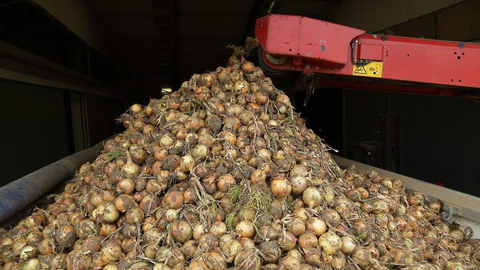 De uien van het ras Hybing (8 hectare) zijn geteeld op redelijk lichte kleigrond nabij Biddinghuizen.