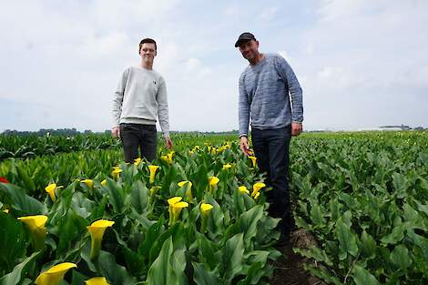 Paul Broersen (rechts, met links zoon Travis) is bloembollenkweker in Anna Paulowna (N-H.). Jaarlijks teelt hij ca. 7 hectare calla's (zantedeschia's) in ruim verschillende 40 soorten. Daarnaast verbouwt hij ook ca. 7 hectare tulpen.