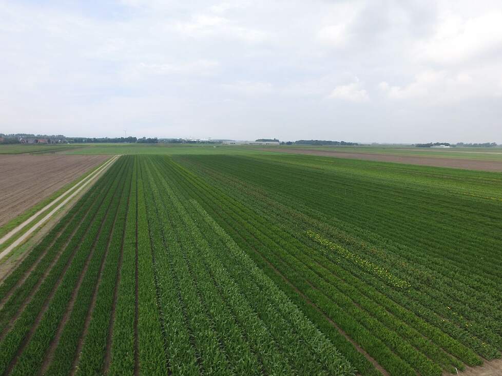 Op het grootste perceel calla's staan ruim 30 verschillende soorten. Broersen teelt vooral voor pottenteelt, maar deels ook voor de snijteelt. Ongeveer de helft van de bollen wordt op contractbasis voor Sande Ecuador geteeld. De andere helft is vrije teel