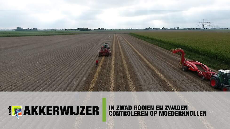 In zwad rooien en zwaden controleren op moederknollen