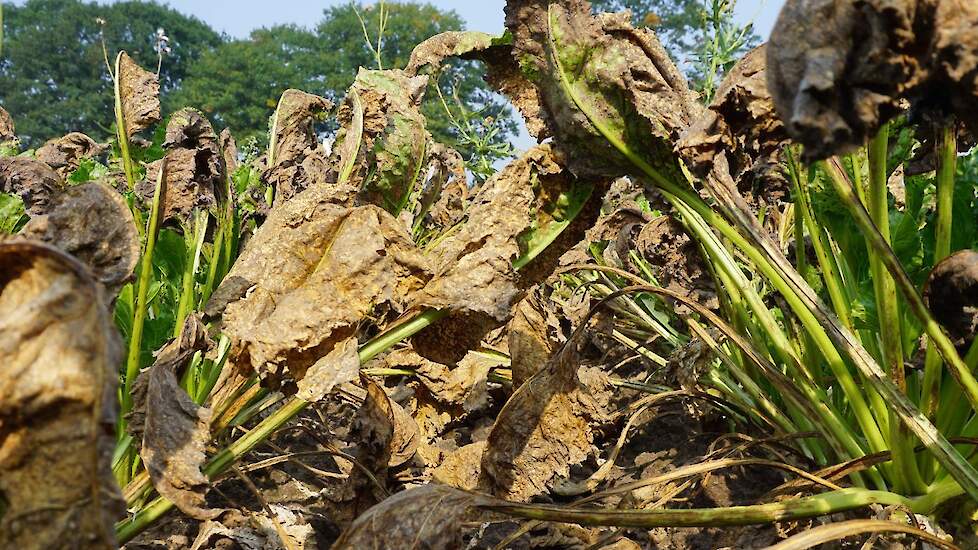 Beeld van het zwaar aangetaste perceel: het blad is grotendeels afgestorven, alleen de stengels zijn (deels) nog groen.