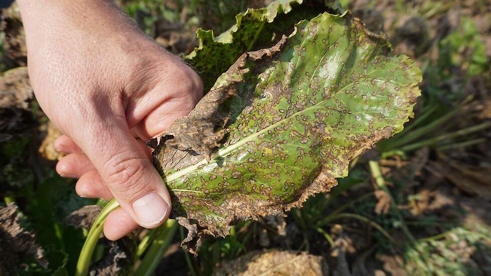 Typische kenmerken van Cercospora: ronde, grijze vlekjes met een paars-bruin randje eromheen.