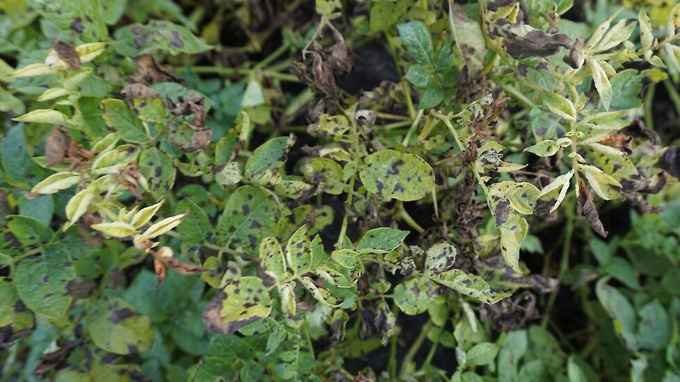 Vooral op percelen die last hebben van droogte of andere vormen van stress kan Alternaria veel schade veroorzaken.