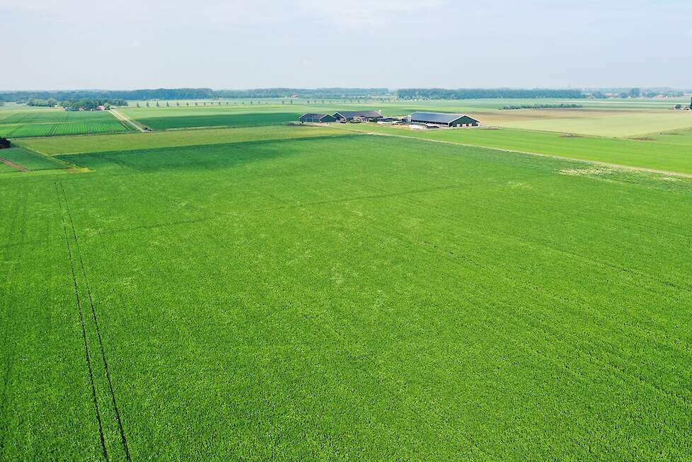 In dit dronebeeld van 17 juni zijn de stroken die de hoge opbrengst zouden geven er al haarfijn uit te halen.