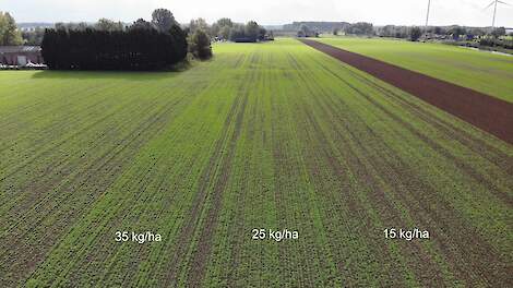 zaaidichtheden groenbemesters 35, 25 en 15 kilo per hectare